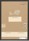 Surirella ovalis var. brumena (Breb.) V. H. (de-Toni-Nr.: Genus 53, Species 2271) Zeichnungen Sammlung Grunow Nr. 4704 (NHMW-BOT-W0372792)